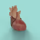 3D Heart