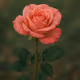 May 8 Test