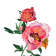 Peonies