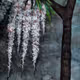 Orchid of Dooars -4