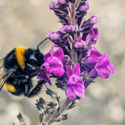 Bee #0001