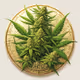 CBD 