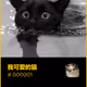 my lovely cat V2