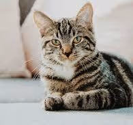 Item #1385169784 Media