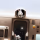 Cute space bunny