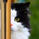 Cat - 7zNLzCwhPs