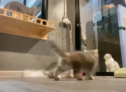 05063.lens-Collect-3152