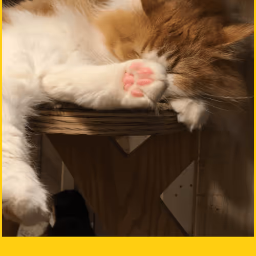 Caty V3
