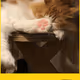 Caty V3