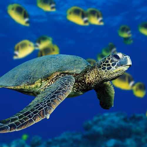 TurtleCoin