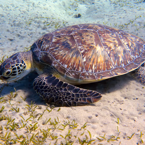 93063207811505138538959311152740631212370337484777962780752021639917050265601