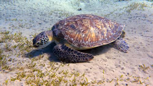 Item #93063207811505138538959311152740631212370337484777962780752021639917050265601 Media