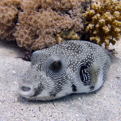 93063207811505138538959311152740631212370337484777962780752021639917050265605