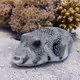 Arothron hispidus