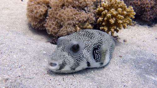 Item #93063207811505138538959311152740631212370337484777962780752021639917050265605 Media