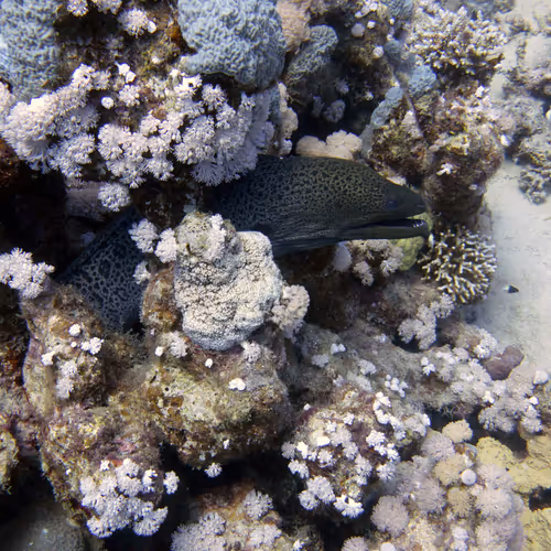 93063207811505138538959311152740631212370337484777962780752021639917050265602