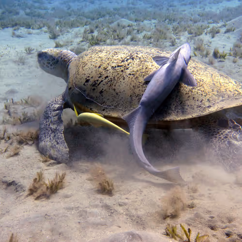 93063207811505138538959311152740631212370337484777962780752021639917050265604