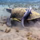 Sea turtle with friends