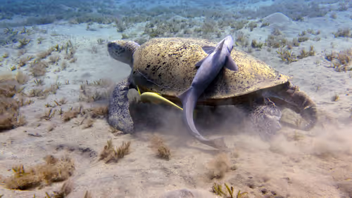 Item #93063207811505138538959311152740631212370337484777962780752021639917050265604 Media