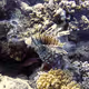 Lionfish