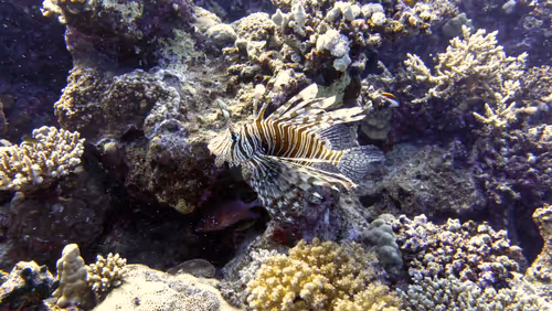 Item #93063207811505138538959311152740631212370337484777962780752021639917050265603 Media