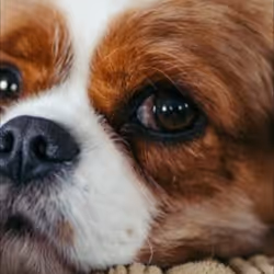 1062039967472390288357457921