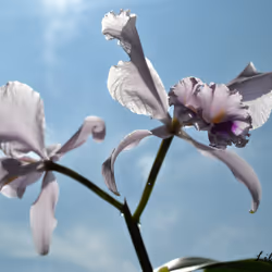 1198781623007102974090543106