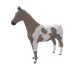 262