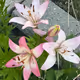 Misc NFT's