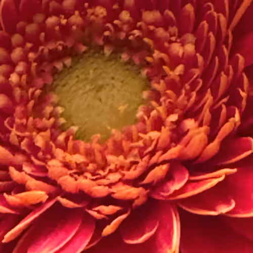 Love And Joy
