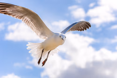 Item #2106580216727 Media