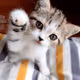Fighter Gato