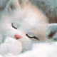 Fighter Gato