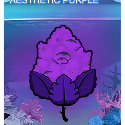 Aesthetic Purple