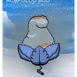Acapulco Bud