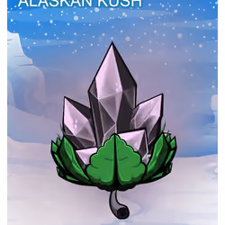 Alaskan Kush