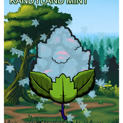 Kandyland Mint