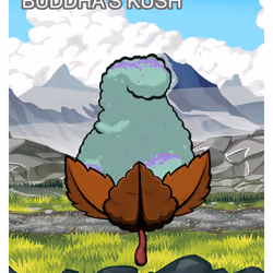 Buddha's Kush