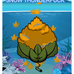Snow Thunderfuck