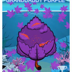 Granddaddy Purple
