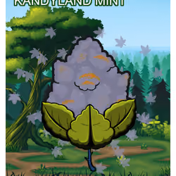 Kandyland Mint