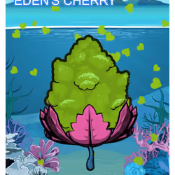 Eden's Cherry