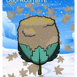OG Frostbite