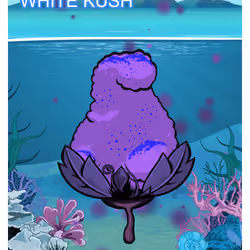 White Kush