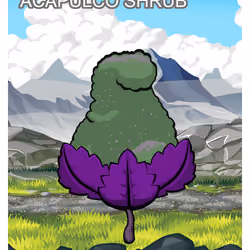 Acapulco Shrub
