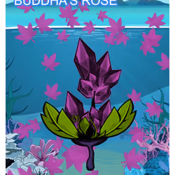 Buddha's Rose