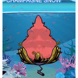 Champagne snow
