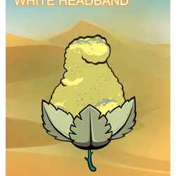 White HEADBAND