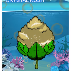 Crystal Kush