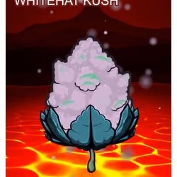 Whitehat Kush